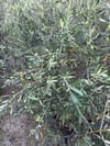 SAKSIDA 5 YAŞ MEYVELİ GEMLİK TRİLYE ZEYTİN FİDANI BOY 150-200 CM