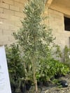 SAKSIDA 5 YAŞ MEYVELİ GEMLİK TRİLYE ZEYTİN FİDANI BOY 150-200 CM