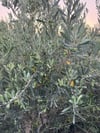 SAKSIDA 5 YAŞ MEYVELİ GEMLİK TRİLYE ZEYTİN FİDANI BOY 150-200 CM