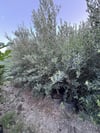 SAKSIDA 5 YAŞ MEYVELİ GEMLİK TRİLYE ZEYTİN FİDANI BOY 150-200 CM