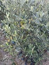 SAKSIDA 5 YAŞ MEYVELİ GEMLİK TRİLYE ZEYTİN FİDANI BOY 150-200 CM