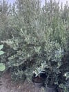 SAKSIDA 5 YAŞ MEYVELİ GEMLİK TRİLYE ZEYTİN FİDANI BOY 150-200 CM