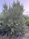 SAKSIDA 5 YAŞ MEYVELİ GEMLİK TRİLYE ZEYTİN FİDANI BOY 150-200 CM