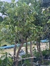 SAKSIDA 5 YAŞ,ÇEKİRDEKSİZ TAHİTİ LİME (YEŞİL) LİMON FİDANI,BOY 150-170 CM