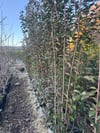 SAKSIDA BÜYÜK BOY,ÇOK DALLI ALEV ÇALISI BOY 220-250 CM