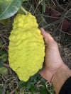 SAKSIDA MEYVE VEREN 5 YAŞ BERGAMOT LİMON (CITRUS BERGAMİA) FİDANI BOY 150-200CM