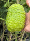 SAKSIDA MEYVE VEREN 5 YAŞ BERGAMOT LİMON (CITRUS BERGAMİA) FİDANI BOY 150-200CM