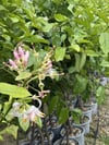 SAKSIDA MEYVE VEREN 5 YAŞ BERGAMOT LİMON (CITRUS BERGAMİA) FİDANI BOY 150-200CM