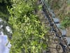 SAKSIDA MEYVE VEREN 5 YAŞ BERGAMOT LİMON (CITRUS BERGAMİA) FİDANI BOY 150-200CM