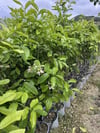 SAKSIDA MEYVE VEREN 5 YAŞ BERGAMOT LİMON (CITRUS BERGAMİA) FİDANI BOY 150-200CM