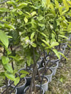 SAKSIDA MEYVE VEREN 5 YAŞ BERGAMOT LİMON (CITRUS BERGAMİA) FİDANI BOY 150-200CM