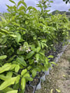 SAKSIDA MEYVE VEREN 5 YAŞ BERGAMOT LİMON (CITRUS BERGAMİA) FİDANI BOY 150-200CM
