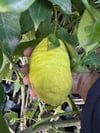 SAKSIDA MEYVE VEREN 5 YAŞ BERGAMOT LİMON (CITRUS BERGAMİA) FİDANI BOY 150-200CM