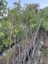 SAKSIDA, MEYVE VEREN 7 YAŞ İRİ MEYVELİ HÜNNAP FİDANI 220-250 CM 