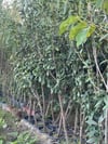 SAKSIDA MEYVE VEREN ,7 YAŞ  KARAYEMİŞ(TAFLAN) FİDANI BOY 200  CM +