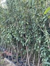 SAKSIDA MEYVE VEREN ,7 YAŞ  KARAYEMİŞ(TAFLAN) FİDANI BOY 200  CM +