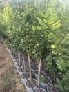 SAKSIDA ,MEYVE VEREN ,AŞILI MEKSİKA LİME LİMON FİDANI BOY 150-180CM
