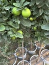 SAKSIDA ,MEYVE VEREN ,AŞILI MEKSİKA LİME LİMON FİDANI BOY 150-180CM