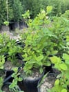 Saksıda meyve veren Honeyberry (Bal yemişi) Fidan yaş 2 boy 50-70 cm 