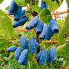 Saksıda meyve veren Honeyberry (Bal yemişi) Fidan yaş 2 boy 50-70 cm 
