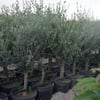 SAKSIDA YARI BODUR 7-10 KUTUR GEMLİK ZEYTİN FİDANI 4-5 YAŞ 50-70 CM BOY