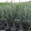 SAKSIDA YARI BODUR 7-10 KUTUR GEMLİK ZEYTİN FİDANI 4-5 YAŞ 50-70 CM BOY