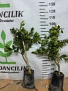 SOĞUĞA ÇOK DAYANIKLI FLY DRAGON ANAÇ ÜZERİNE AŞILI TAM BODUR TÜPLÜ MAYER LİMON YAŞ 3