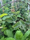 TRİPLE CROWN DİKENSİZ BÖĞÜRTLEN FİDANI YAŞ 2 BOY 150-200CM 
