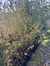tüplü 10 adet çitbitkisi Ligustrum(kurtbağrı) fidanı boy 150-180 cm