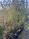 tüplü 10 adet çitbitkisi Ligustrum(kurtbağrı) fidanı boy 150-180 cm