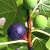 TÜPLÜ 2 YAŞ YEDİVEREN RONDE DE BORDEAUX İNCİR FİDANI BOY 150-180 CM