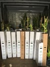 TÜPLÜ 2 YAŞ,2 ADET(1 ERKEK,1 DİŞİ) KİVİ FİDANI BOY 120-150 CM