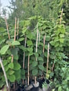 TÜPLÜ 2 YAŞ,2 ADET(1 ERKEK,1 DİŞİ) KİVİ FİDANI BOY 120-150 CM