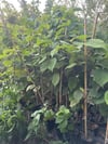 TÜPLÜ 2 YAŞ,2 ADET(1 ERKEK,1 DİŞİ) KİVİ FİDANI BOY 120-150 CM