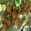 TÜPLÜ 2 YAŞ,2 ADET(1 ERKEK,1 DİŞİ) KİVİ FİDANI BOY 120-150 CM