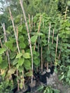 TÜPLÜ 2 YAŞ,2 ADET(1 ERKEK,1 DİŞİ) KİVİ FİDANI BOY 120-150 CM