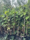 TÜPLÜ 2 YAŞ,2 ADET(1 ERKEK,1 DİŞİ) KİVİ FİDANI BOY 120-150 CM