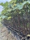 TÜPLÜ 2 YAŞ,SİYAH DÜRDANE BURSA SİYAH İNCİR FİDANI BOY 120-150 CM