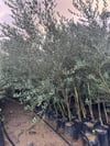 Tüplü, 3 yaş bodur arbequeinea ispanyol zeytin fidanı 180-200 cm 