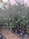 Tüplü, 3 yaş bodur arbequeinea ispanyol zeytin fidanı 180-200 cm 