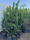 TÜPLÜ 3 YAŞ DAĞ ÇİLEĞİ( KOCA YEMİŞ )FİDANI BOY 100-130 CM