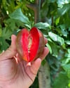 TÜPLÜ 3 YAŞ ,RED HEART ERİK FİDANI,BOY 150-170 CM