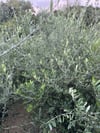 TÜPLÜ 3 YAŞ,MEYVE VEREN,DERİK HALHALİ ZEYTİN FİDANI BOY 150-170 CM 