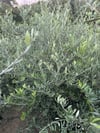 TÜPLÜ 3 YAŞ,MEYVE VEREN,DERİK HALHALİ ZEYTİN FİDANI BOY 150-170 CM 