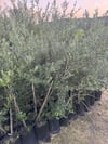 TÜPLÜ 3 YAŞ,MEYVE VEREN,DERİK HALHALİ ZEYTİN FİDANI BOY 150-170 CM 