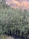 TÜPLÜ 3 YAŞ,MEYVE VEREN,DERİK HALHALİ ZEYTİN FİDANI BOY 150-170 CM 
