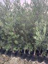 TÜPLÜ 4 YAŞ ,AĞÇ FORMUNA SAHİP GEMLİK TRİLYE ZEYTİN FİDANI BOY 170-200 CM 