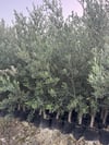 TÜPLÜ 4 YAŞ ,AĞÇ FORMUNA SAHİP GEMLİK TRİLYE ZEYTİN FİDANI BOY 170-200 CM 