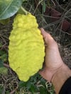 TÜPLÜ 4 YAŞ BERGAMOT LİMON (CITRUS BERGAMİA) FİDANI BOY 150-200CM