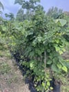 TÜPLÜ 4 YAŞ GENİŞ YAPRAKLI IHLAMUR(Tilia platyphyllos) B0Y 180-200CM